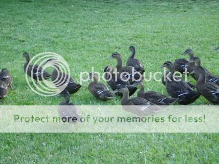 babyduckies.jpg
