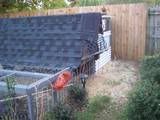 chickens5.jpg