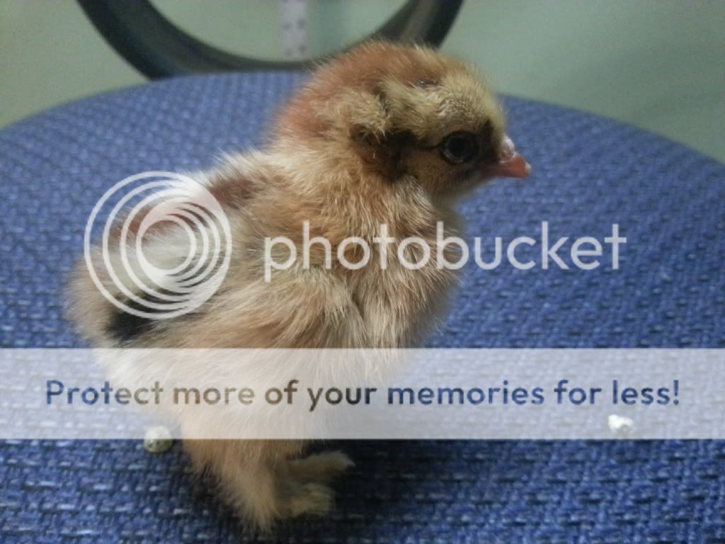 20130320_184801_zps54364118.jpg