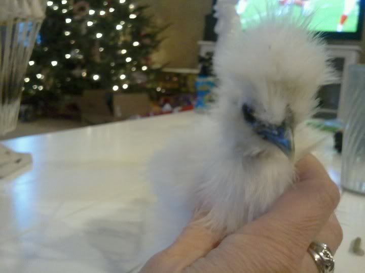 silkie89front.jpg