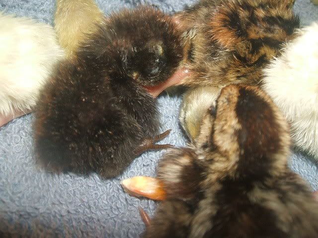 2008_0904quails20004.jpg