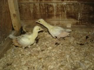 DSC079591.jpg
