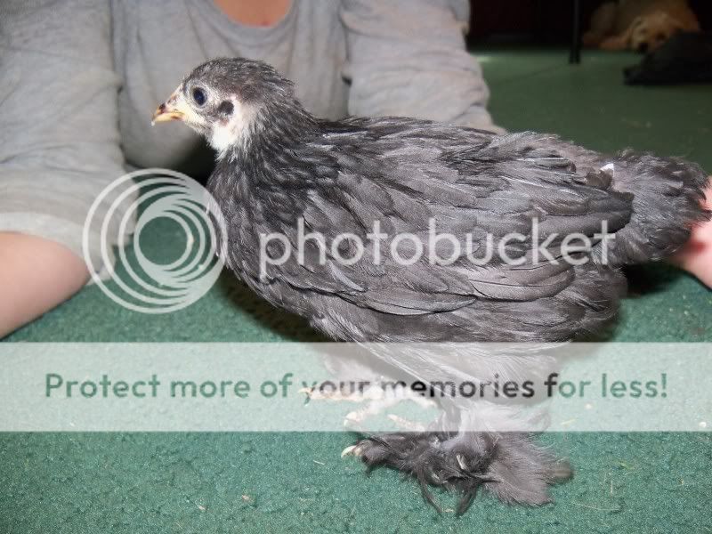 5weekchick009.jpg