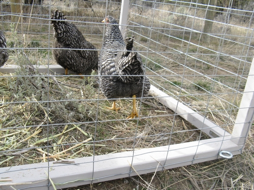 pullets_13.jpg