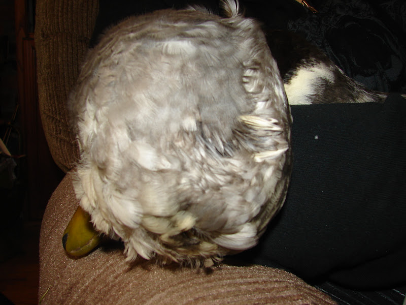 DSC00600.JPG