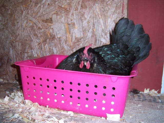 Broodyhen002.jpg