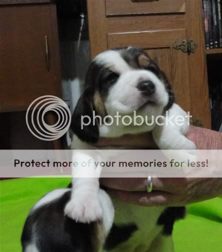 puppy1rosiegirl3weeksfaceup.jpg