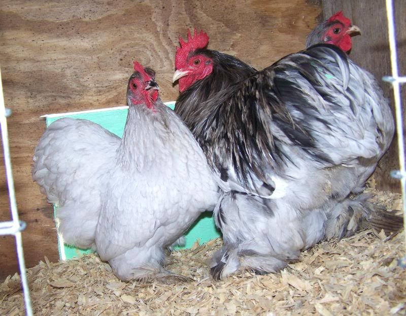 splashcochins4.jpg