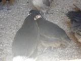 blackchicks2.jpg