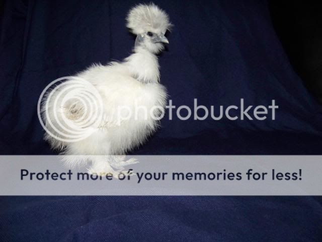 sgsilkies_018.jpg