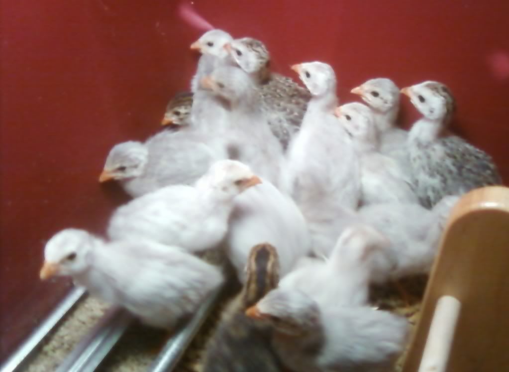 keets4.jpg