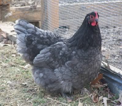 2-8-09BokBok.jpg