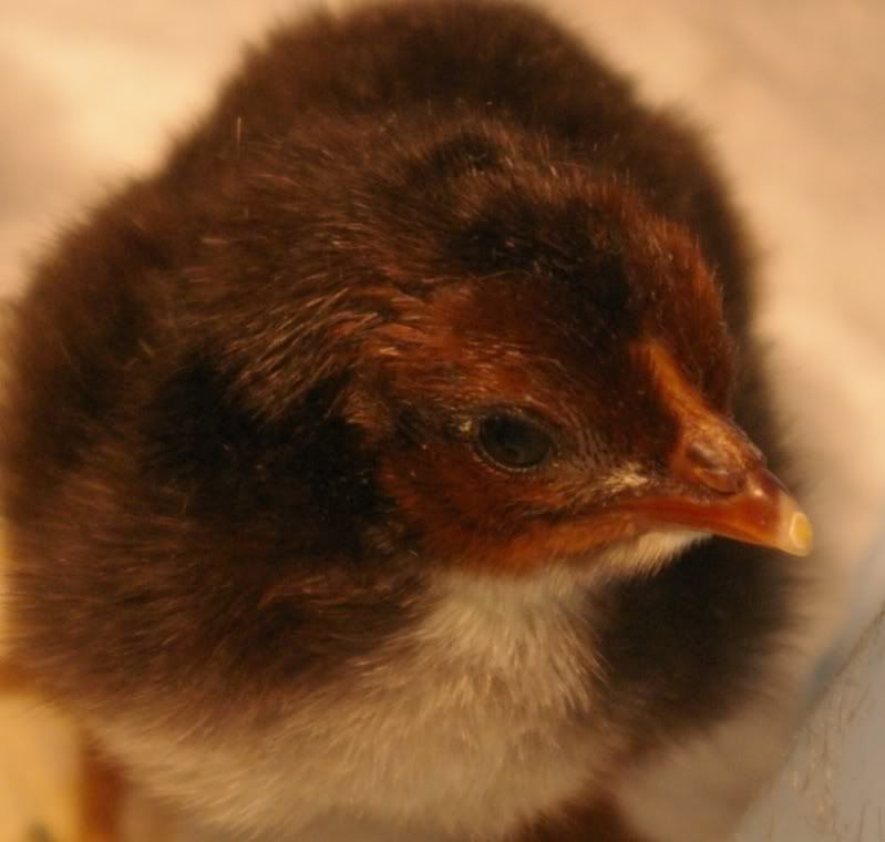 sept10chicks023crop.jpg