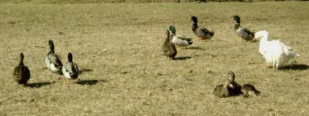 lucygooseybabies-c.jpg