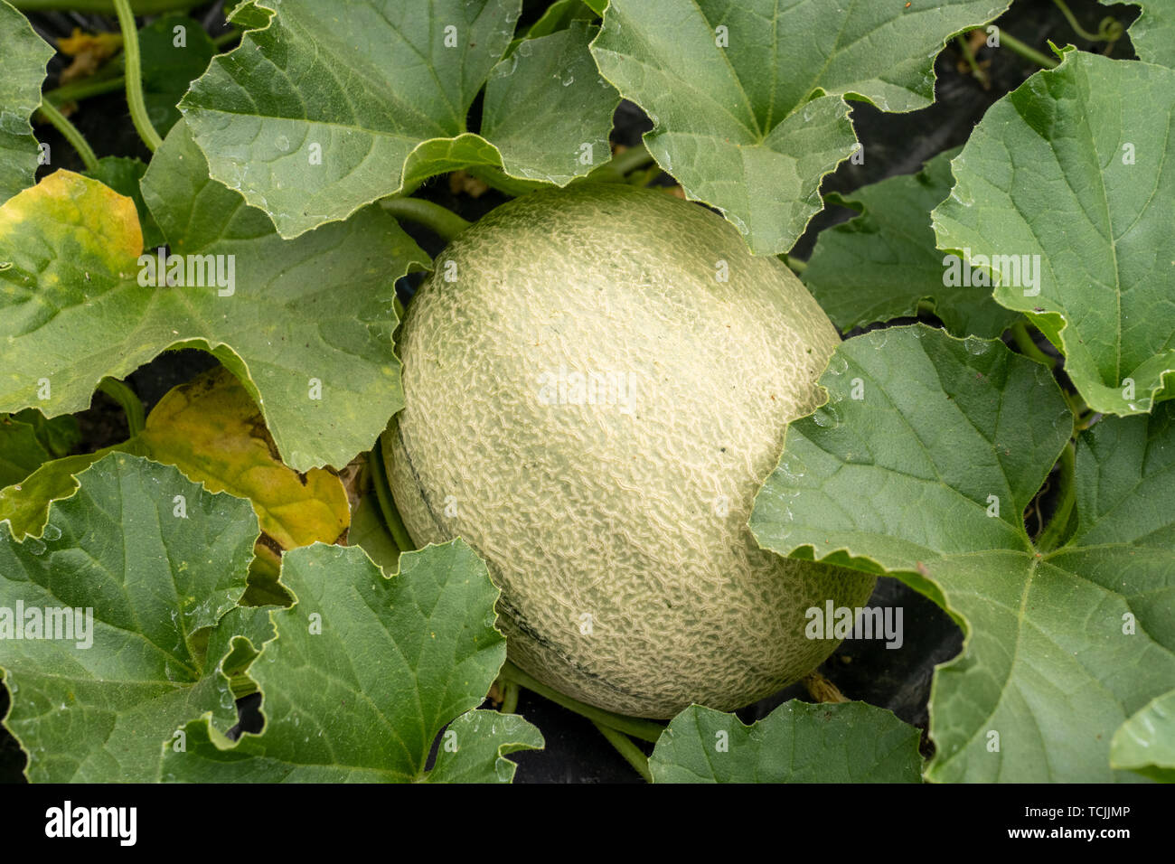 bellevue-washington-usa-athena-melon-on-the-vine-TCJJMP.jpg