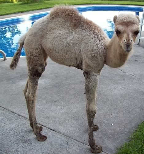 cameln.jpg