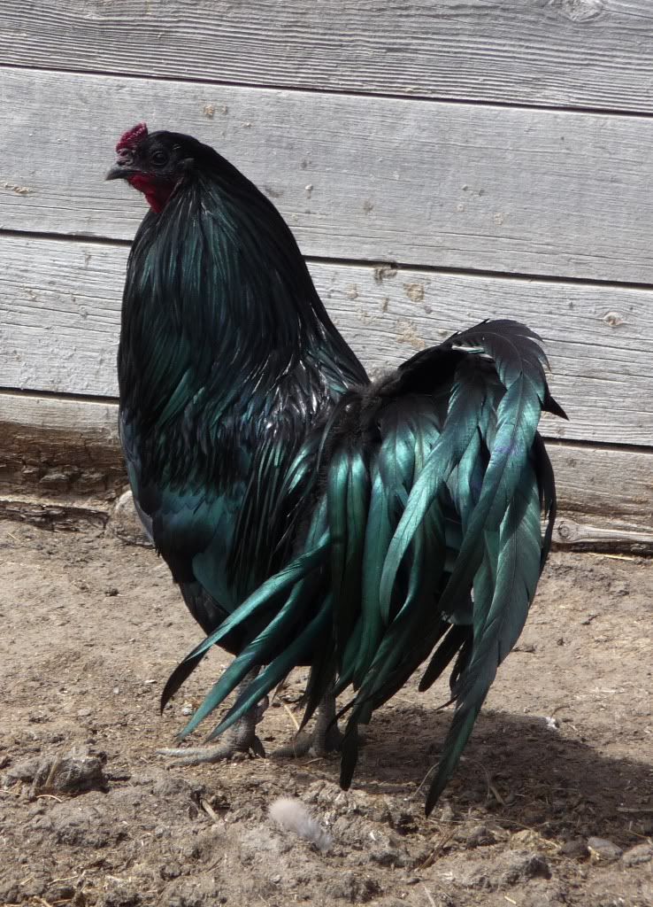 Sumatrarooster.jpg