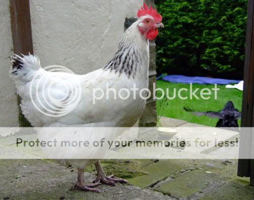 DSCF5069.jpg