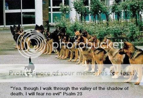 dogsandcats.jpg