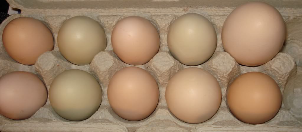 hugeegg2.jpg