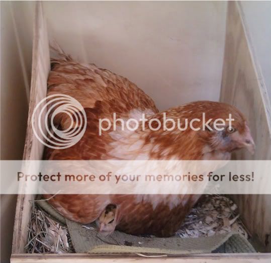 broody1.jpg