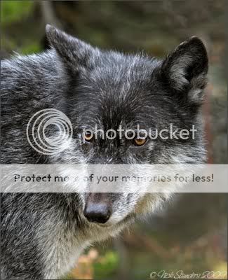 TimberWolf3blog.jpg