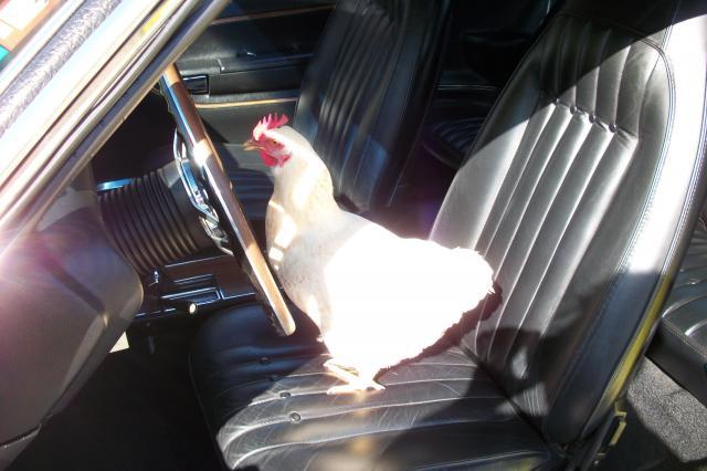 900x900px-LL-74f0109f_58585_birdncuda_067.jpeg