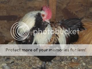 Bantam-fav20pic202.jpg