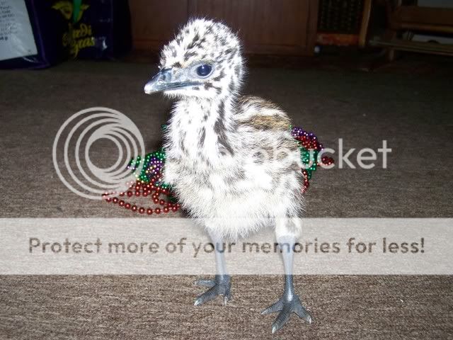 emu022.jpg