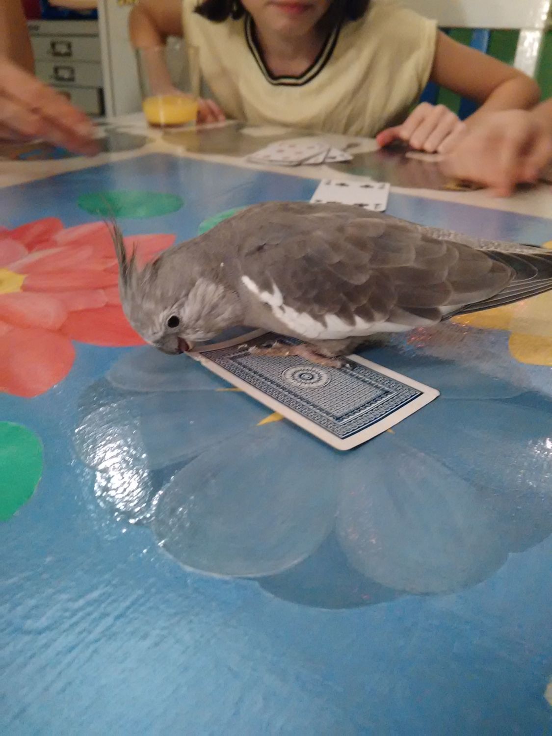 200x400px-LL-cb97350b_IMG_20151227_213112.jpeg
