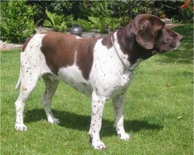 OldDanishChickenJorgenBayDogBoss5.jpg