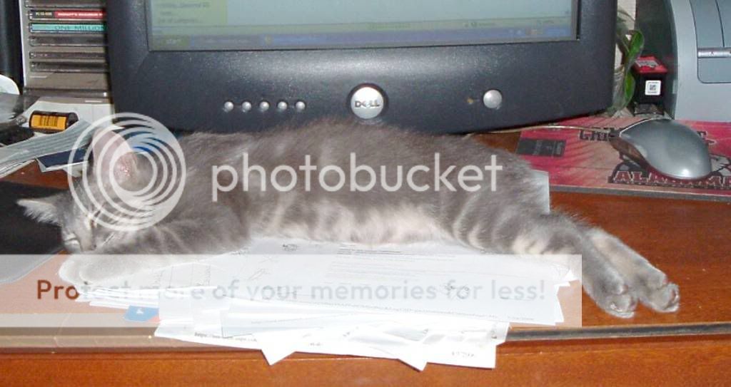 Maxthecypercat.jpg