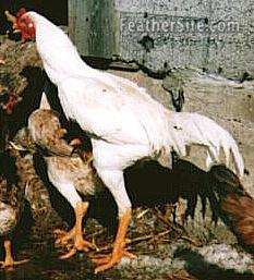 WhMalayCock.JPEG