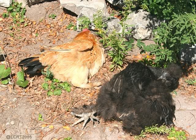 IMG_3145_LCRT2005_sun_chooks.jpg