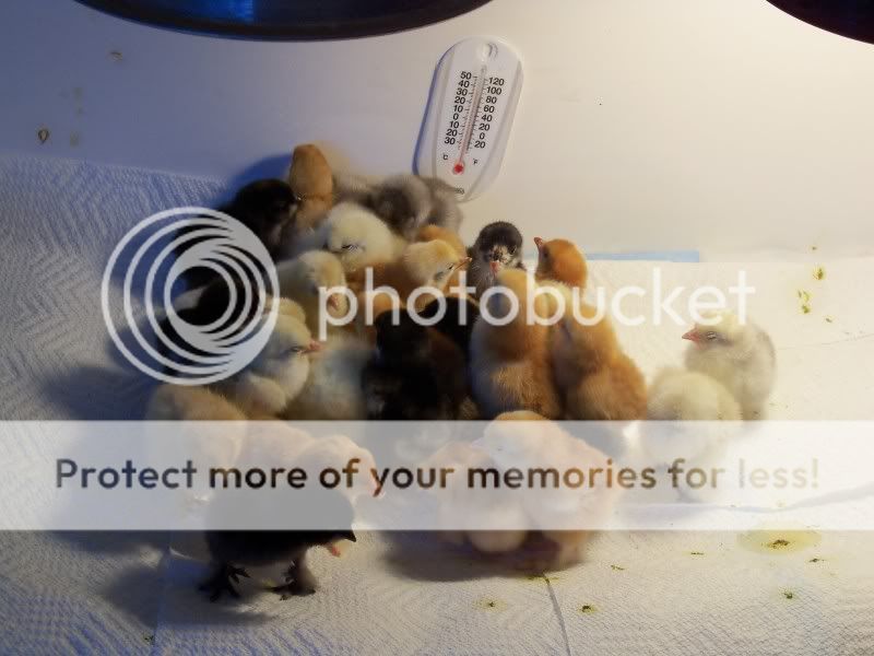 chicks025.jpg