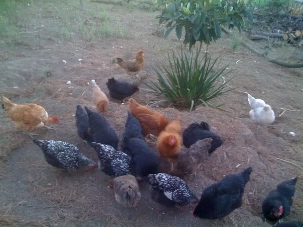 00chicken4.jpg