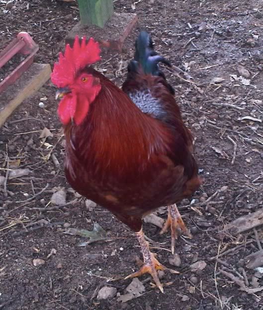 RIRrooster.jpg