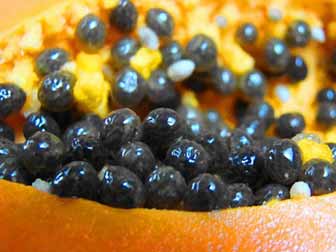 payapa-seeds-close-375x281.jpg