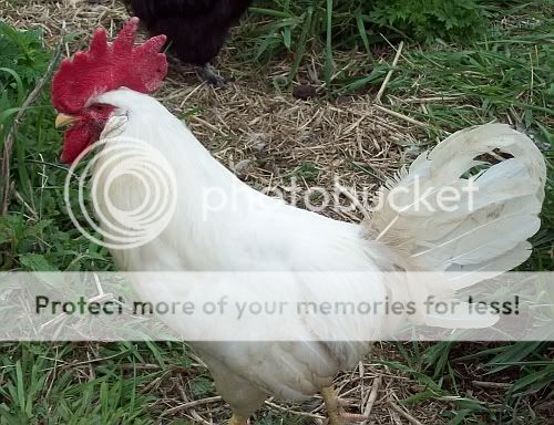 whitero1.jpg