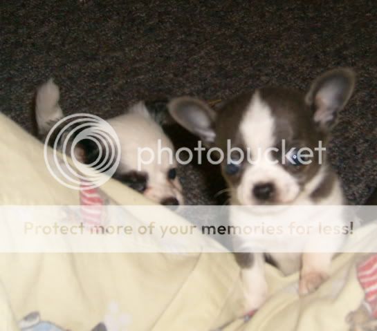 gunner04-29-2009026.jpg