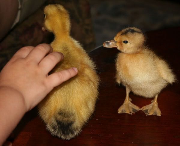 duck3.jpg