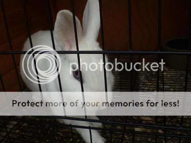 pictures001.jpg