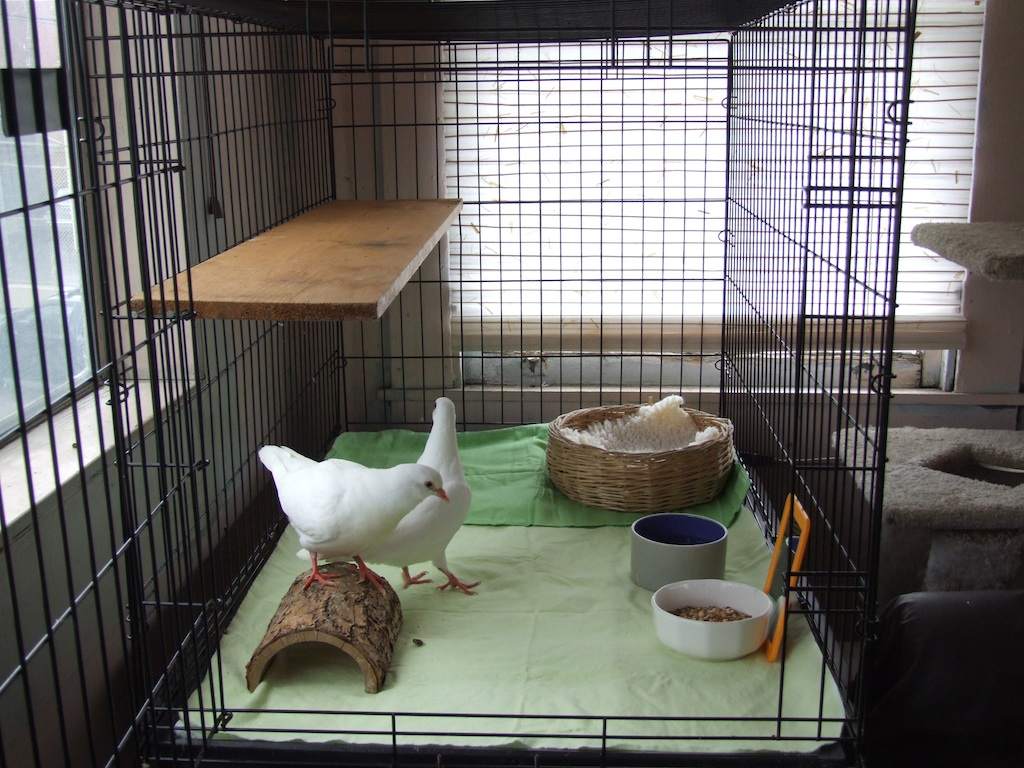 Indoor-safe-kennel-for-pigeons.jpg