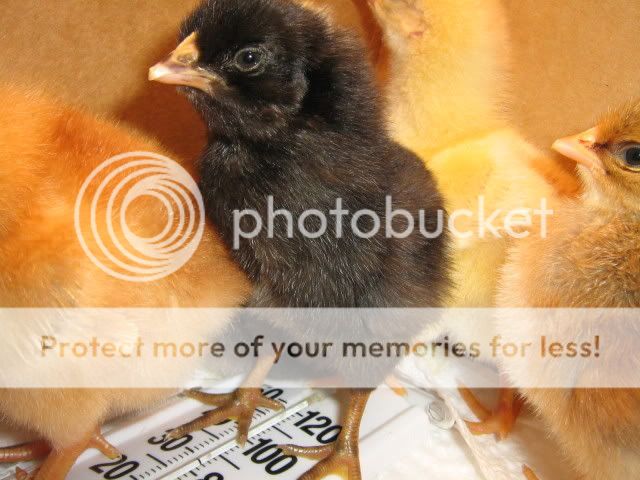Chicks1stDay3-20-09007.jpg