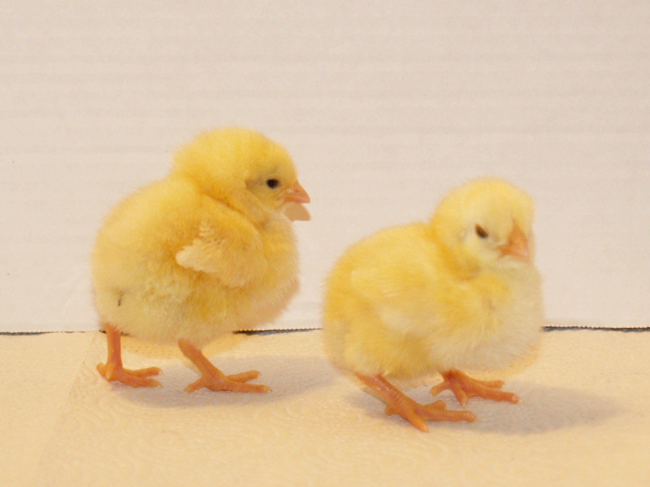 chicks-day-2-013.jpg