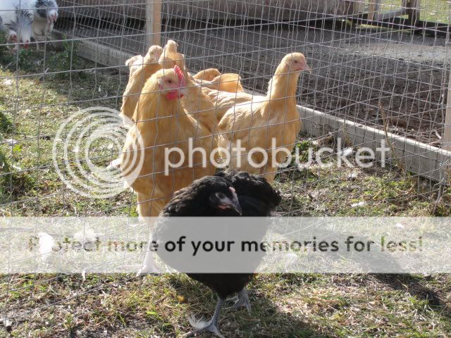 DSC06526.jpg