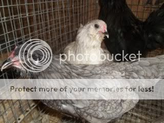 EasterBDChicks104.jpg