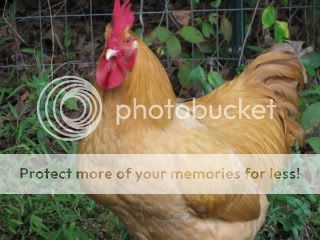 IMG_1174.jpg