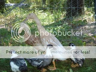 July2010257.jpg
