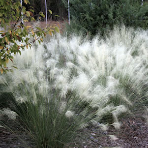 Muhlenbergia-White-Cloud.jpg